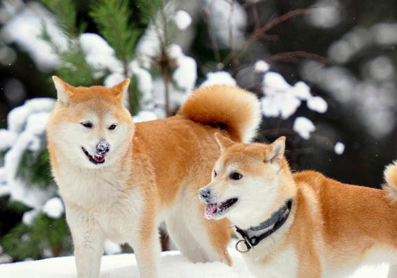 柴犬是日本的土狗嗎為什么