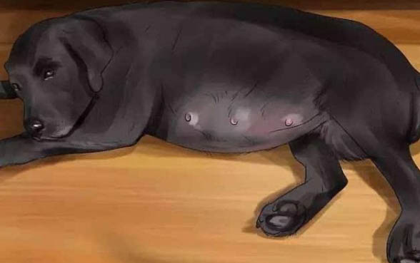泰迪死了怎么處理