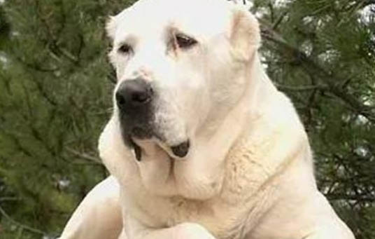 狗狗益生菌哪個牌子好