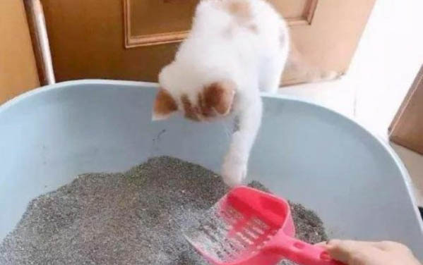 小貓拉肚子了怎么辦