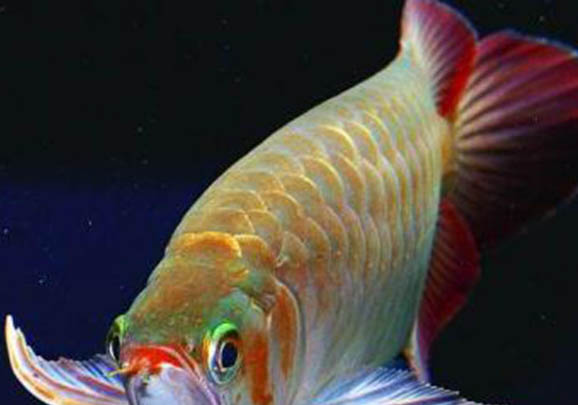 星點(diǎn)龍魚可以和鸚鵡魚混養(yǎng)么?
