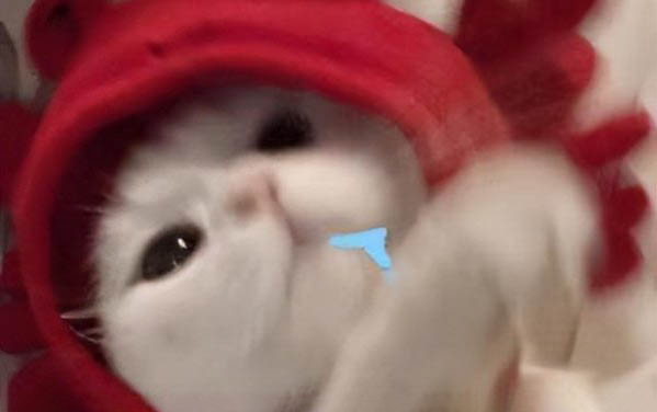 小貓拉肚子吃什么藥?