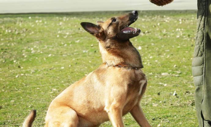 馬犬耳朵標準