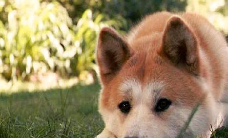 秋田犬智商