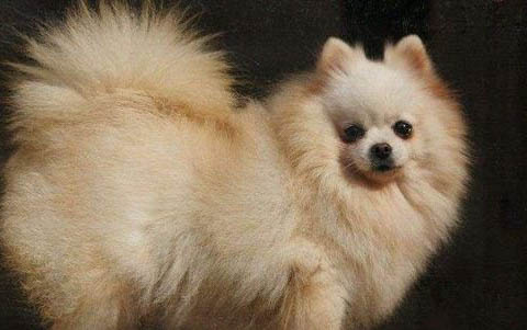 博美犬哪里買