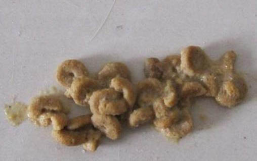 貓腹水會(huì)傳染其他貓嗎?