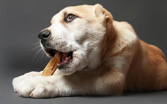 狗狗不愿意洗澡怎么辦?