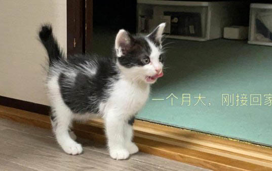 多大的小貓可以換牙
