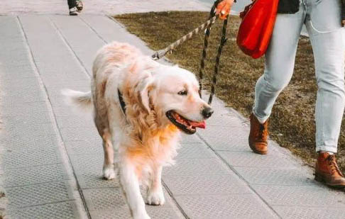 寵物狗除了吃狗糧還可以吃什么
