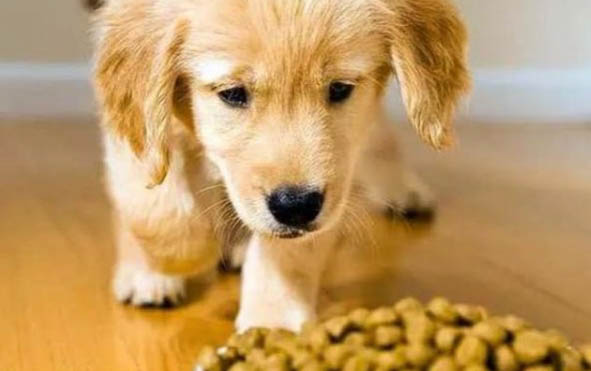 小狗的犬瘟的潛伏期一般多久