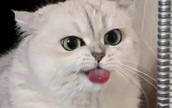怎么讓貓喜歡粘著你?