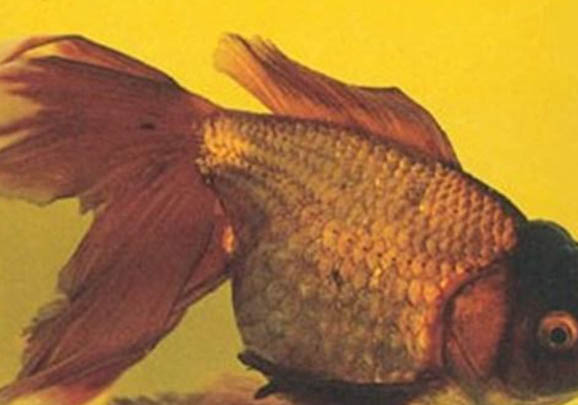 金魚產卵后多久能出來小魚