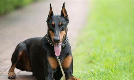 迷你杜賓犬訓練項目