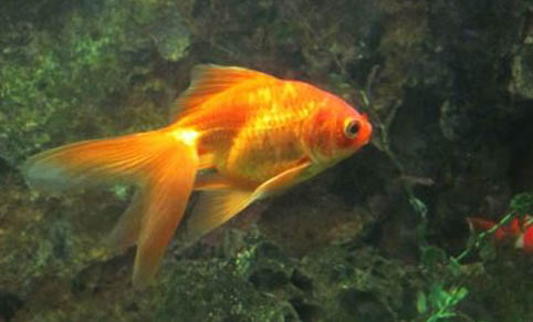 鉗魚生活在哪里