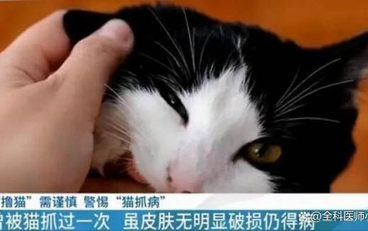 小貓咪關起來老叫怎么回事?