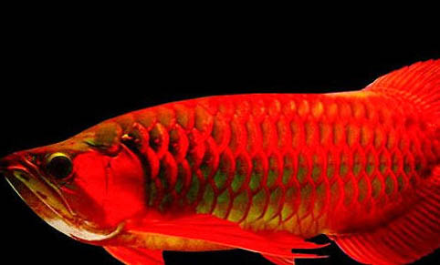 紅龍魚最佳溫度是多少