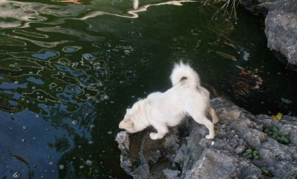 狗狗犬瘟痊愈后能活多久?