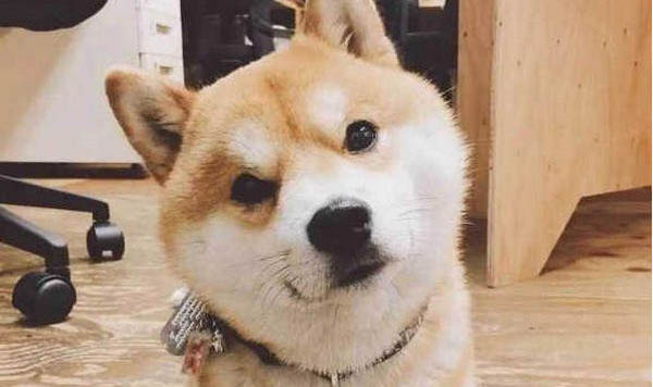 如何挑選秋田犬幼犬