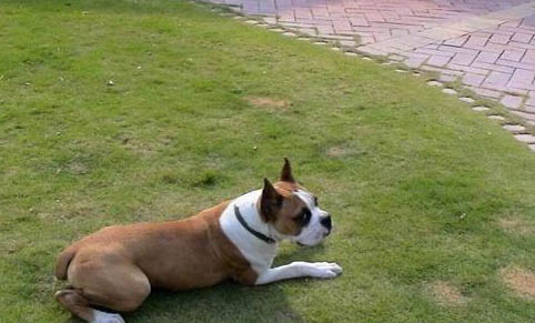 拳師犬為什么太瘦？如何處理？注意事項是什么？