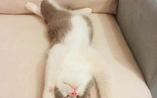 怎么讓貓不亂跑