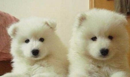 薩摩耶犬的壽命一般是多久