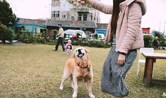 狗瘟怎么算好了
