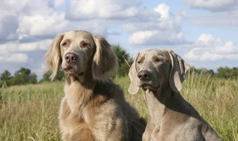 西班牙小獵犬干咳是什么原因