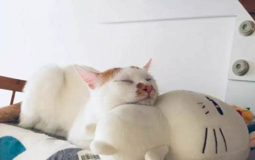 小貓喜歡撲人腳怎么辦