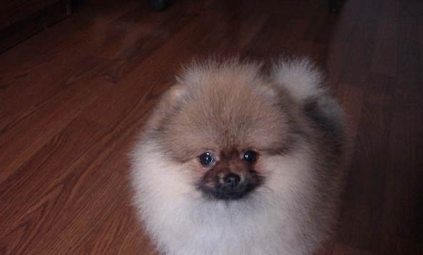 博美犬怎么看年齡