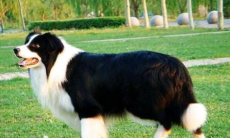邊牧犬的缺點有哪些?