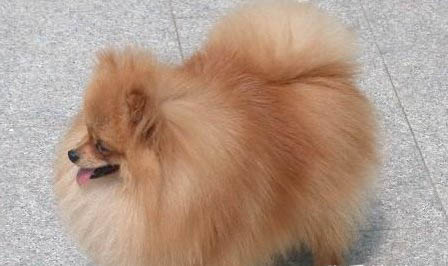 博美犬咳嗽像是被卡嗓子似的吃什么藥