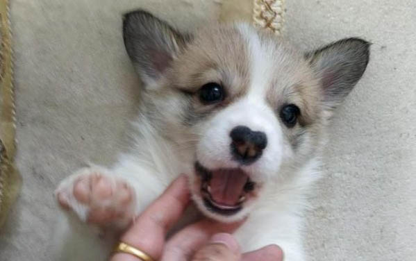 怎么判斷幼犬是否吃飽