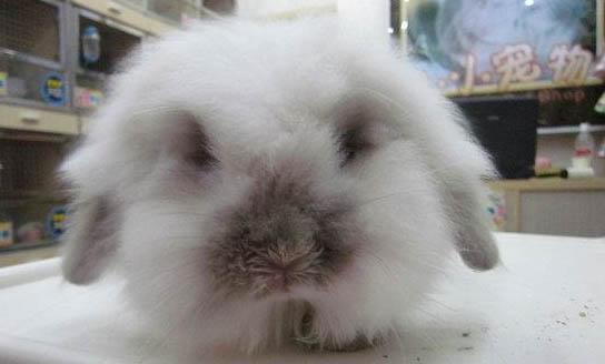 兔子全國保護動物有哪些?