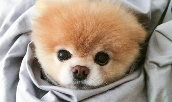 狗狗眼睛腫了可以吃消炎藥嗎