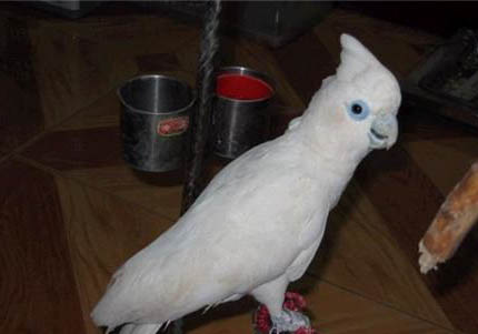 玄鳳鸚鵡哪個品種不會禿頭?