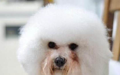 狗狗懷孕后有哪些反應
