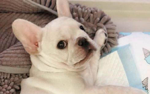 狗狗可以吃酸奶嗎?