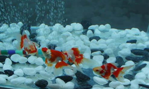 金魚(yú)苗幾天換水