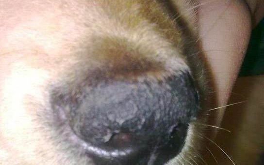 泰迪狗腸鳴的原因及處理方法