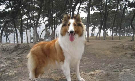 冰島牧羊犬感冒引起尿道炎