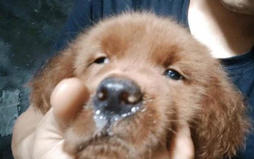 驗狗狗體外驅蟲多久能洗澡