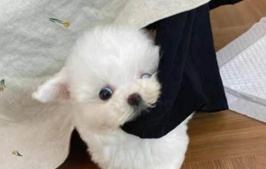 小狗多大斷奶
