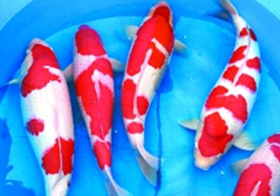 小錦鯉的養(yǎng)殖方法