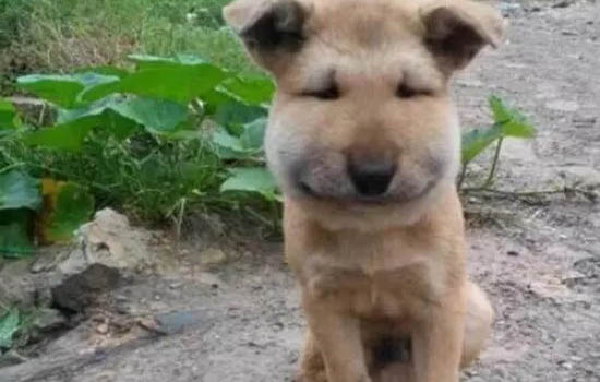 狗狗可不可以吃貓咪罐頭