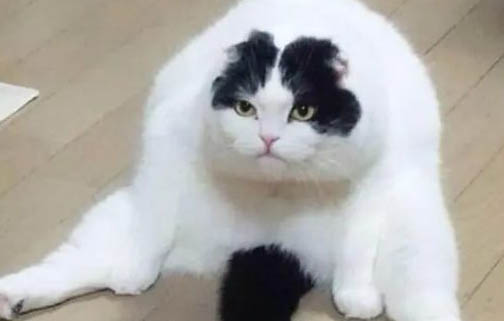 怎樣教貓咪上廁所