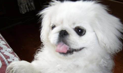 挑選幼犬拉布拉多需要注意些什么