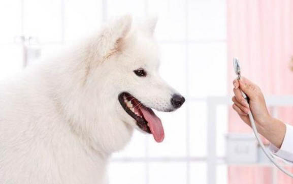 狗狗得了犬瘟要多久才能產生抗體