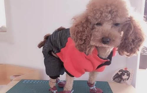 狗狗犬瘟初期吧唧嘴的原因