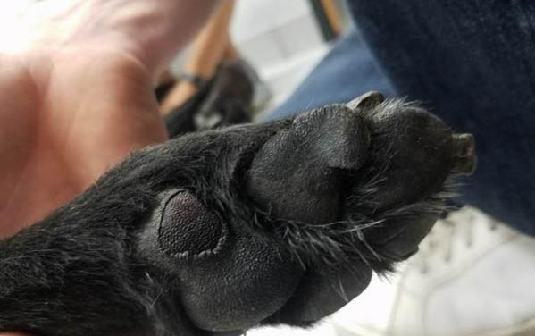 小狗得細小病是怎么得的