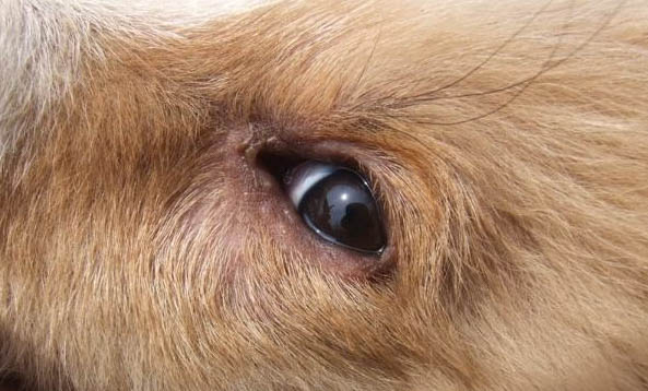 狗狗腦震蕩都有哪些癥狀
